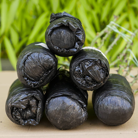 Róża wielkokwiatowa Aphrodite różowa balot