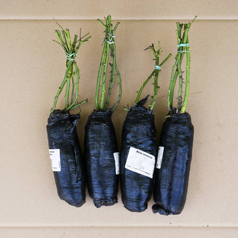 Róża rabatowa Sommersonne łososiowa balot