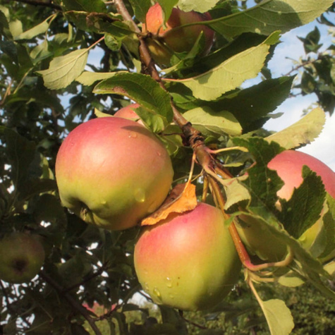 Jabłoń Ananas Berżenicki START PACK