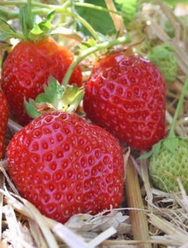 Truskawka Florence bardzo późna FRIGO