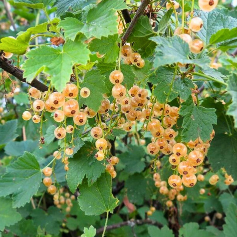 Porzeczka biała START PACK