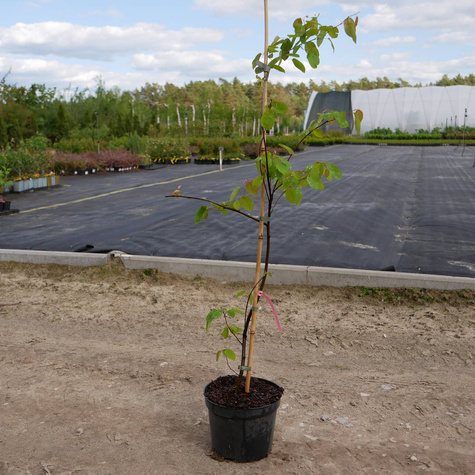 Świdośliwa kanadyjska drzewko rodzynkowe