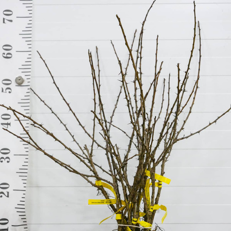 Agrest biały Invicta Plant Pack