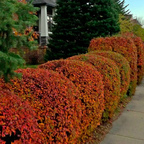Irga błyszcząca Miododajna na żywopłot Plant Pack