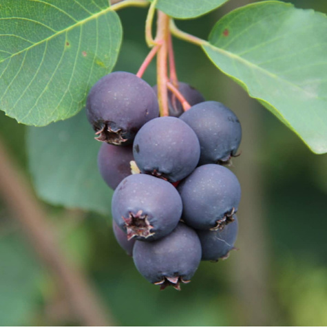 Świdośliwa lepsza niż borówka amerykańska - Deserowa