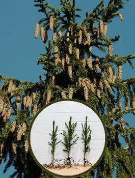 Zestaw Las Świerkowy Komplet 100 Sztuk Plant Pack