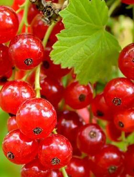 Porzeczka czerwona Patio Red w doniczce