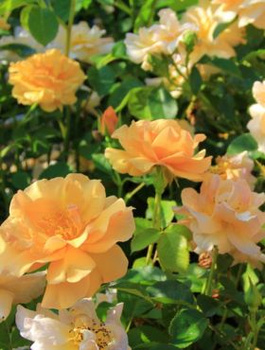 Róża rabatowa Campina Gold żółta