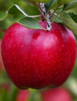 Jabłoń Malinowa Oberlandzka w doniczce C2