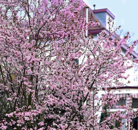 Śliwa japońska Gauota