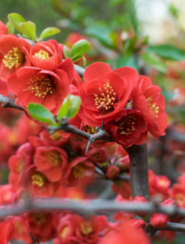 Pigwowiec pośredni Clementine w doniczce C2