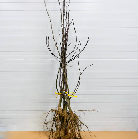 Duo Jabłoń Antonówka + Koksa pomarańczowa Plant Pack