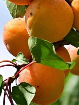 Morela Bergeval START PACK