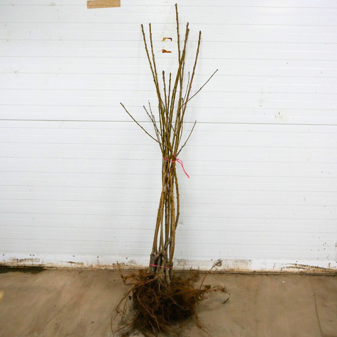 Czereśnia SAMOPŁODNA Staccato Samopylna START PACK