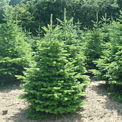 Daglezja Jedlica Szybko Rosnące Drzewo Iglaste Plant Pack