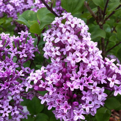 Lilak Meyera Palibin Bez na Pniu Miniaturka Pachnący (C2)