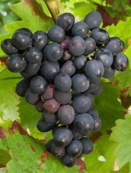 Winorośl winogrono Eszter