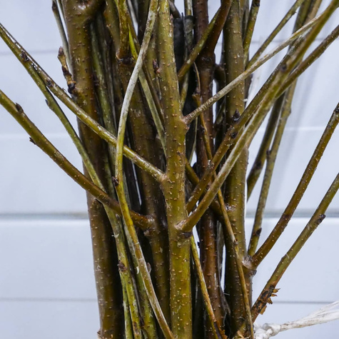 Wiśnia Debreceni Botermo START PACK