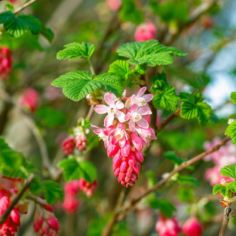 Porzeczka krwista (C2)