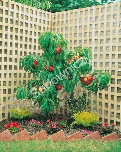 Mini Nektaryna karłowa Rubis w doniczce