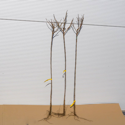 Agrest biały Invicta na pniu