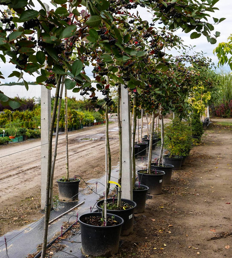 Aronia Czarna szczepiona na pniu (Pa 120-160, obw. 4/6, H-160/200)