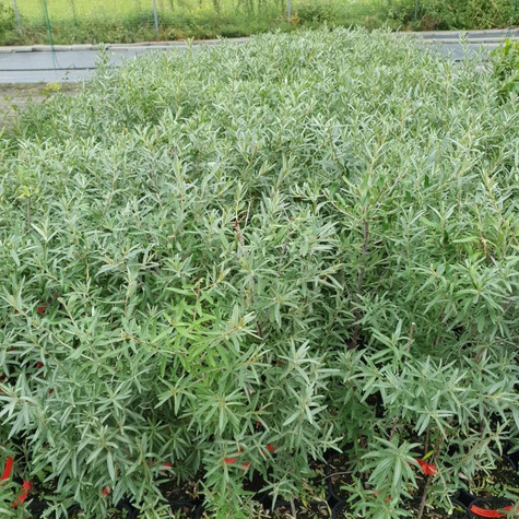 Rokitnik pospolity Hippophae rhamnoides w doniczce