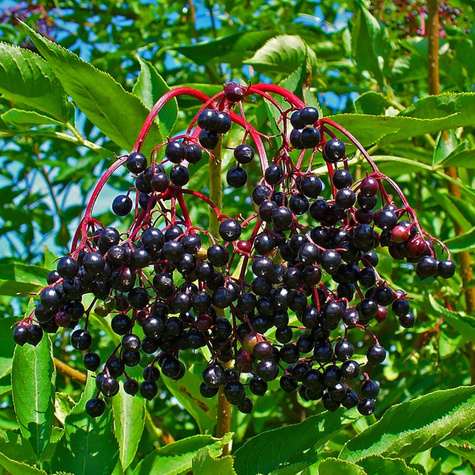Żywopłot Dla Ptaków Zestaw Plant Pack
