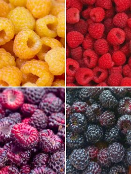 Malina jesienna  Polana w doniczce