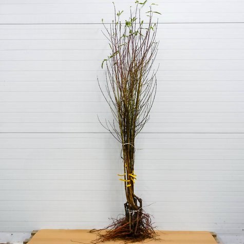 Brzoskwinia płaskoowocowa typu Galaxy duże owoce