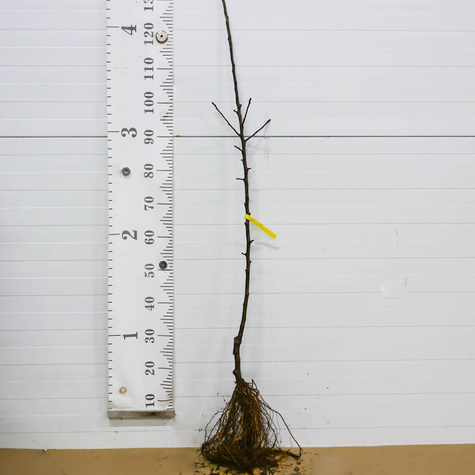 Jabłoń typu Idaredest START PACK