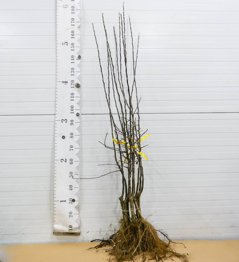 Jabłoń typu Najdared START PACK