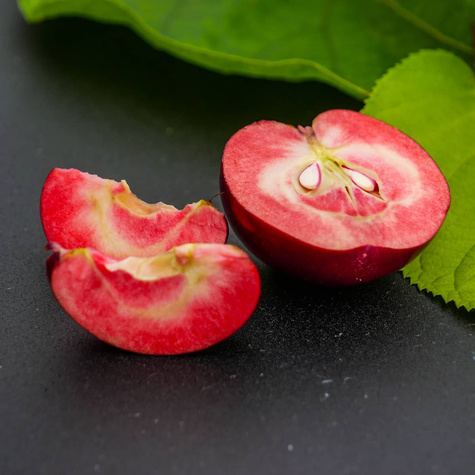 Jabłoń Red Love sadzonki c2