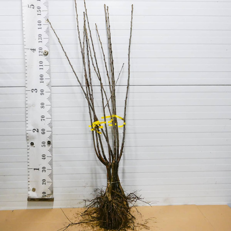 Czereśnia Kordia (Gisela5) START PACK