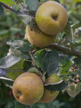 Jabłoń Szara Reneta w doniczce