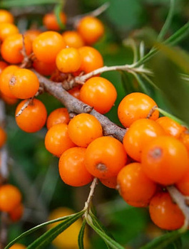 Rokitnik pospolity Aromatnaja żeński