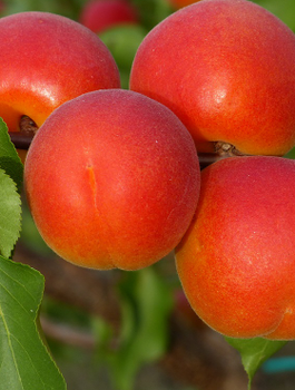 Morela Samuraj START PACK