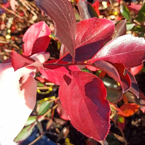 Aronia czarnoowocowa Hugin(C2)