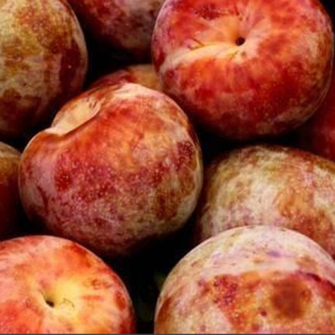 Śliwomorela Dapple Dandy