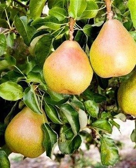 Grusza Król Sobieski w doniczce