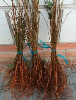 Podkładka Czereśni I Wiśni Czereśnia Ptasia Silnie Rosnąca Plant Pack