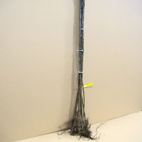 Podkładka jabłoni M26 półkarłowa