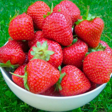 Truskawka Holy średnio wczesna FRIGO