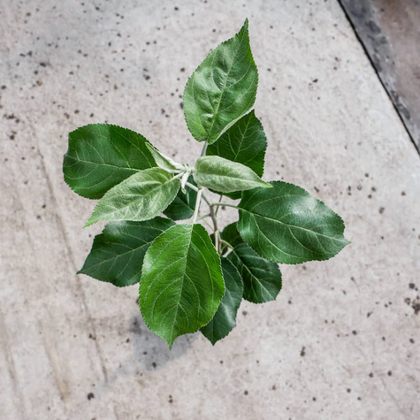 Jabłoń Papierówka Czerwona w doniczce