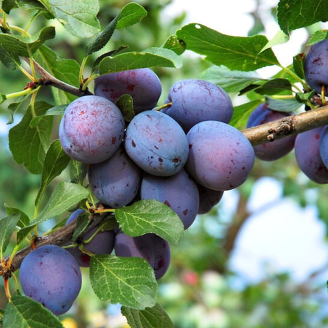 Śliwa Teemano Plant Pack