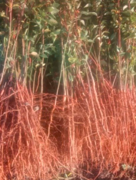Podkładka Brzoskwini Siewka Rakoniewicka Silnie Rosnąca Plant Pack