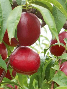 Nektaryna Red Glory Plant Pack