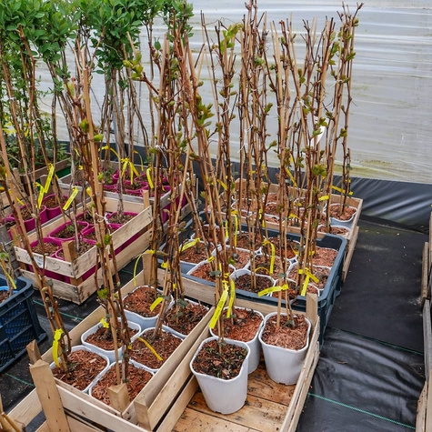 Winorośl winogrona Lilla