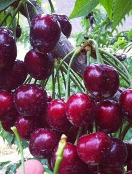 Czereśnia Karina START PACK