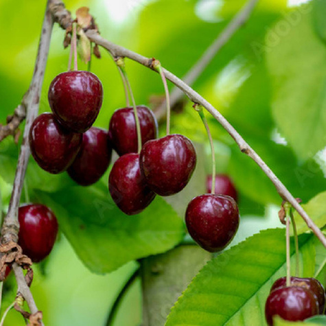 Czereśnia Kama w doniczce